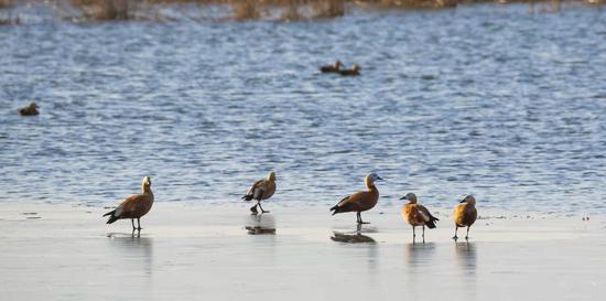 大量赤麻鸭在且末县达西湖上空翻飞、嬉戏。
