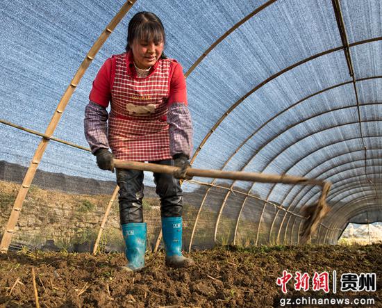 2021年11月18日，贵州省黔西市洪水镇新桥村羊肚菌种植基地，村民在平整土地。