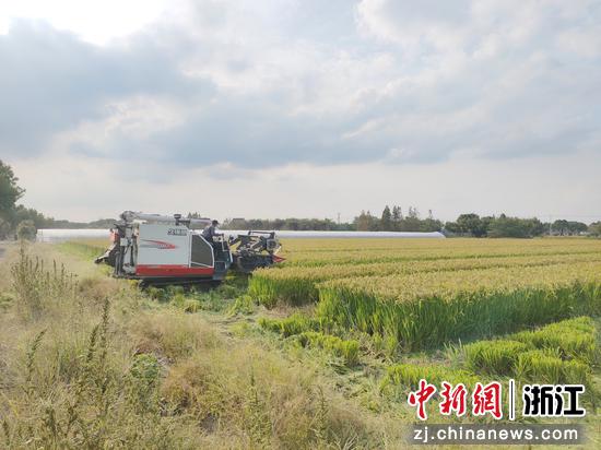 籼粳杂交稻制种百亩示范方。 
 浙江省农业农村厅供图
