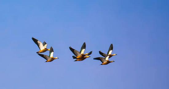 大量赤麻鸭在且末县达西湖上空翻飞、嬉戏。
