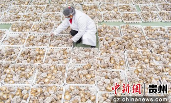 中国首家白参菇现代化栽培工厂在贵州大方投产