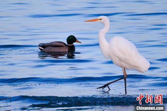 在新疆博湖县博斯腾湖南岸，一只白鹭和绿头鸭在水中嬉戏、觅食。　年磊 摄