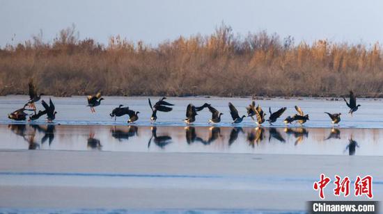在新疆博湖县博斯腾湖南岸，一群野鸭正在湖中嬉戏、觅食。　年磊　摄