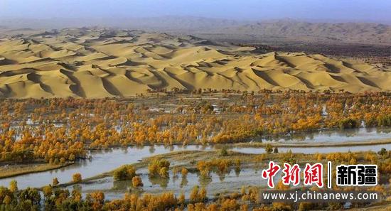 新疆巴州尉犁县境内分布着80余万亩原始胡杨林，与塔里木河、孔雀河、塔克拉玛干沙漠、戈壁、红柳、湖泊相伴相生，造就了壮阔自然生态之景。顾勇新供图