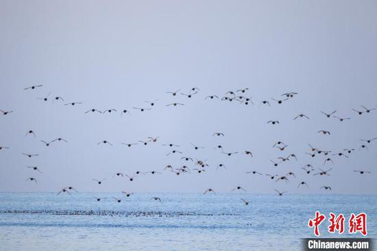 新疆博湖县博斯腾湖迎来一群水鸟栖息越冬。　年磊 摄