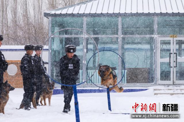 图为民警组织开展警犬训练。