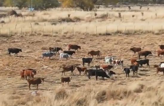 新疆南部十萬牲畜開啟冬季轉場