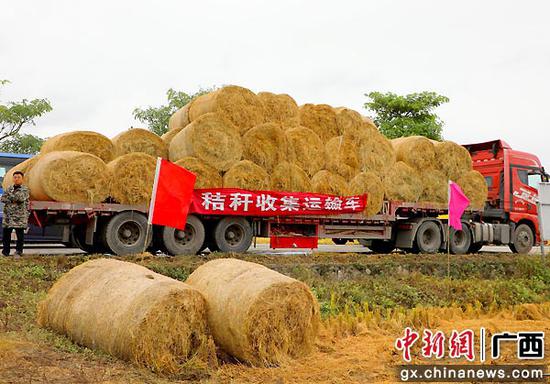 图为宾阳县秸秆收集现场，运输车正在运输秸秆。邓蕾雅  摄