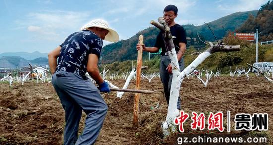 贵州织金：生态农庄多元融合 打造乡村旅游新亮点