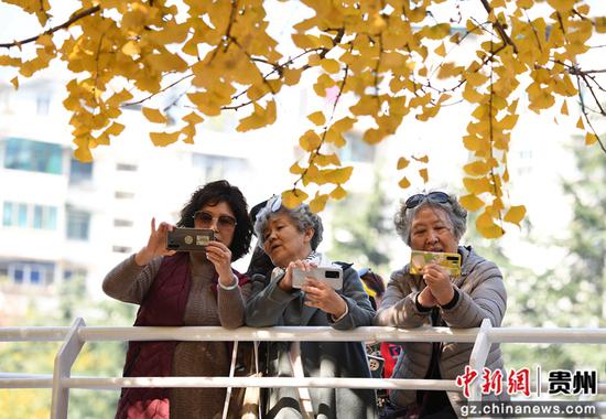 11月25日，市民在贵阳市南明河沿岸的银杏树下拍照留影。