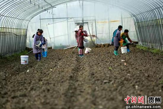 村民在贵州省黔南布依族苗族自治州福泉市牛场镇水源村羊肚菌种植基地抛撒菌种。