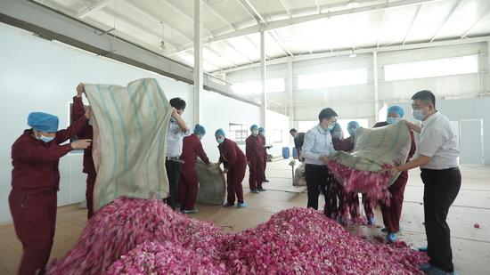 图为和田县农信社工作人员在采摘旺季帮忙玫瑰花加工企业搬运鲜花。 王庆 摄