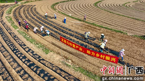 农民正忙着整地、起垄种植马铃薯。陆敏 摄