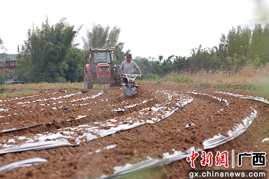 11月25日，广西钦州市钦北区平钦北区平吉镇新胜村委新胜村，农民正在为刚种植马铃薯起垄。陆敏 摄