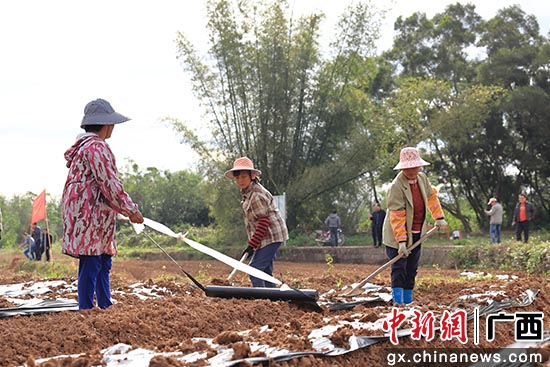 11月25日，广西钦州市钦北区平钦北区平吉镇新胜村委新胜村，农民正在为刚种植马铃薯铺设保温膜。陆敏 摄