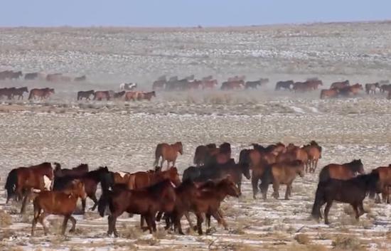 新疆萬馬奔騰跑熱冬季游