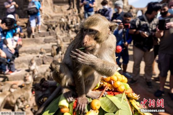 当地时间11月28日，泰国华富里省，当地迎来一年一度的猴子自助餐节，寺庙里的猴子尽情享用美食。
