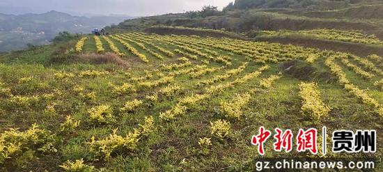 贵州织金：黄金芽助农增收