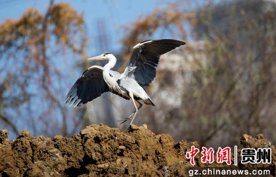 贵州毕节七星关区：良好生态引大批候鸟越冬栖息