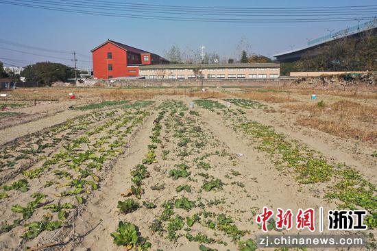 临平新城共有〗产权房地块上依然种有蔬菜。 王刚 摄