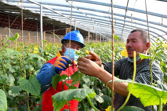 12月2日，新疆喀什伽师县供电公司员工阿布拉江·塞买提正在伽师县英买里乡蔬菜种植基地了解用电需求。