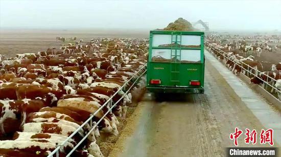 新疆喀什在戈壁荒滩建设绿色牧场助力乡村振兴。　叶城县委宣传部供图