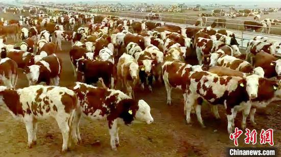 成群的西门塔尔牛在牧场上，悠闲地吃草。　叶城县委宣传部供图