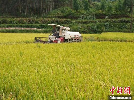 贵州省黔南州荔波县水稻机收现场。　贵州省农业农村厅供图