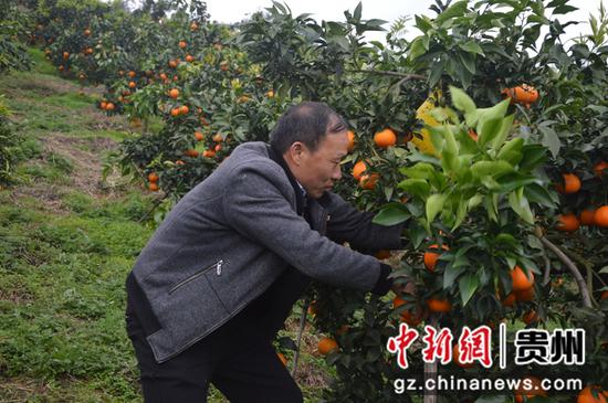 果农正在采摘柑橘何勤 摄