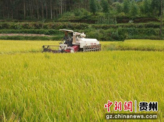 荔波县水稻机收现场  贵州省农业农业厅供图