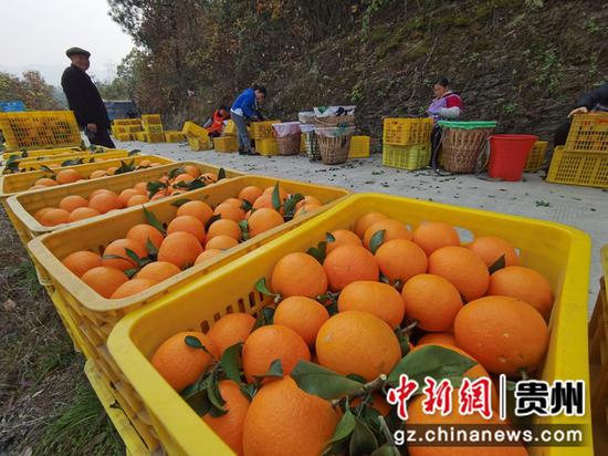 金沙县200亩柑橘开园助农增收