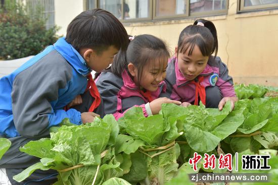 金华市苏孟小学的学生为青菜绑草绳促进青菜结包。 金华教育局提供