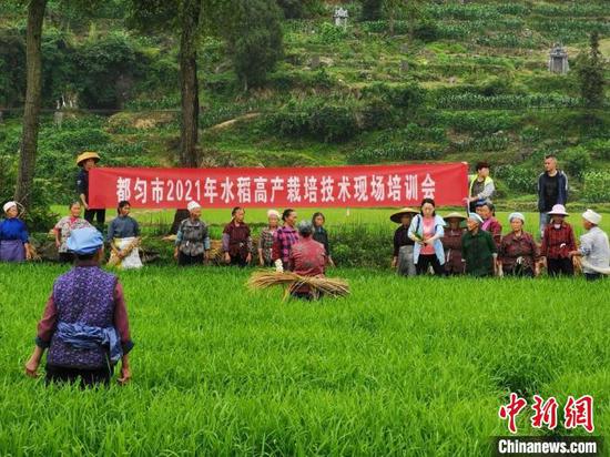 贵州省黔南州都匀市水稻高产栽培技术现场培训会。　贵州省农业农村厅供图