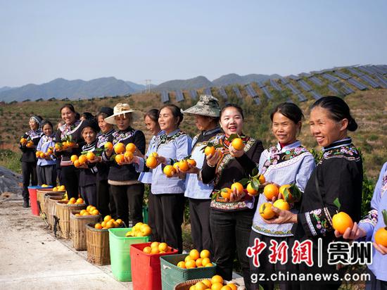 12月5日，村民在贵州省黔南布依族苗族自治州罗甸县茂井镇高里村脐橙基地展示刚采摘的脐橙。