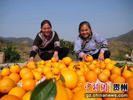 12月5日，村民茂井镇高里村脐橙基地挑选脐橙。