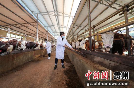 2021年12月7日，杨燕妮（右）和罗卫（左）在贵州省铜仁市玉屏侗族自治县新店镇沙水坪村肉牛养殖基地帮助管理圈舍。