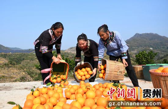 12月5日，村民在贵州省黔南布依族苗族自治州罗甸县茂井镇高里村脐橙基地收获脐橙。
