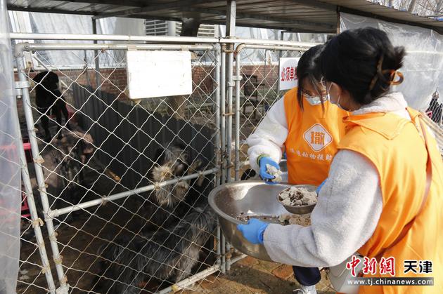 天津外国语大学学生为流浪动物喂食。 黄春喆 摄