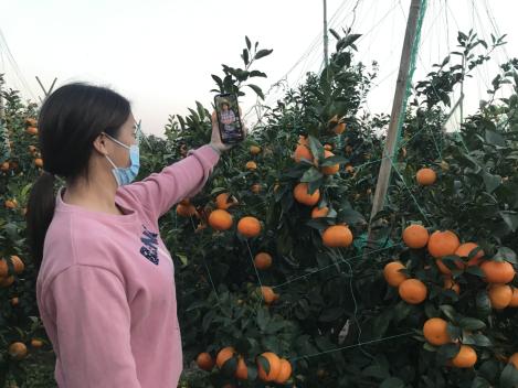 武鸣县种植沃柑的果农正在借助5G网络直播带货。韦庆桃 摄