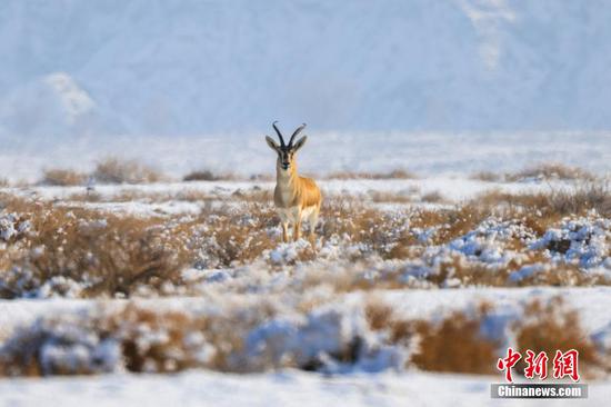 新疆博湖：鵝喉羚野外“漫步”悠閑覓食