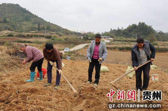 胜溪村村民在种植百合