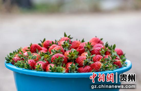 2021年12月14日，在贵州省黔西市锦星镇白泥村生态草莓种植基地拍摄的新鲜草莓。