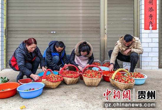 2021年12月14日，村民在贵州省黔西市锦星镇白泥村生态草莓种植基地分拣草莓。