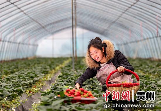 2021年12月14日，村民在贵州省黔西市锦星镇白泥村生态草莓种植基地采摘草莓。
