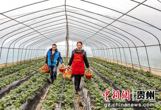 2021年12月14日，村民在贵州省黔西市锦星镇白泥村生态草莓种植基地搬运草莓。