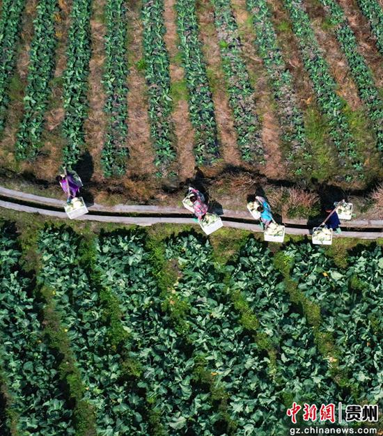 12月17日，村民在贵州省三都水族自治县周覃镇新园村蔬菜种植基地搬运花菜（无人机照片）。韦荣整 摄
