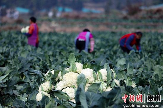 12月17日，村民在贵州省三都水族自治县周覃镇新园村蔬菜种植基地采摘花菜 。韦荣整 摄