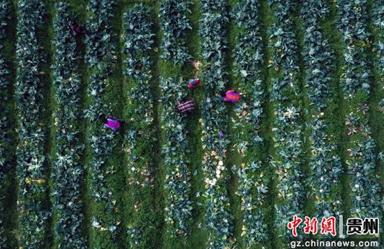 12月17日，村民在贵州省三都水族自治县周覃镇新园村蔬菜种植基地采摘花菜（无人机照片）韦荣整 摄