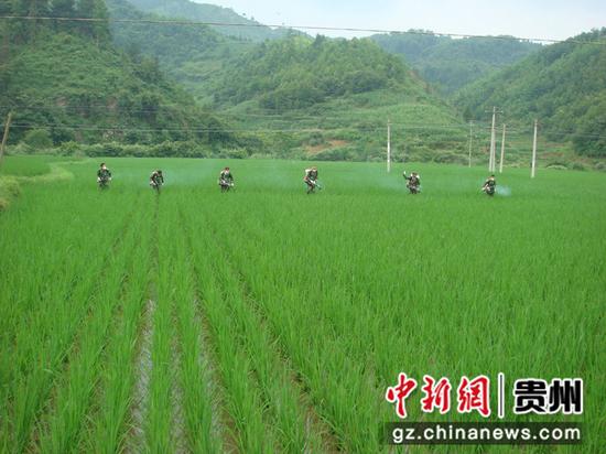 大米品种排行_我省专家评选出前20名优质稻米