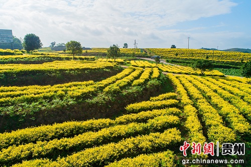 鑫产园茶业茶景